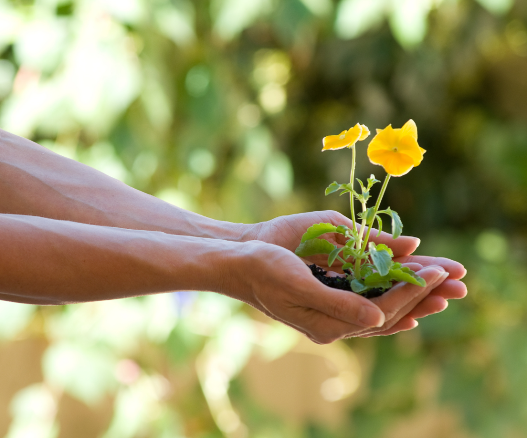 Flowers held by hands