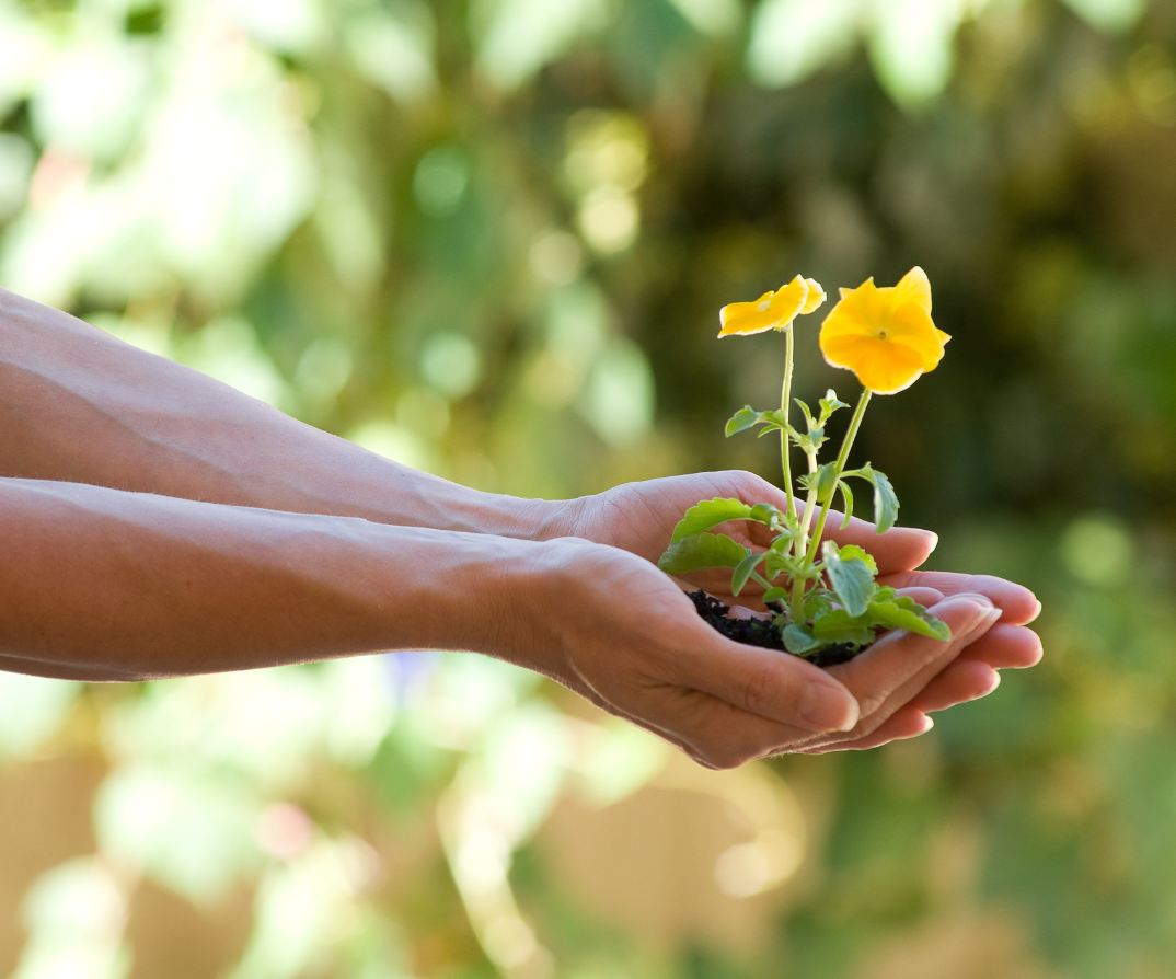 Flowers held by hands
